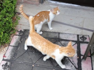 Kittens One-Eye and Stubby