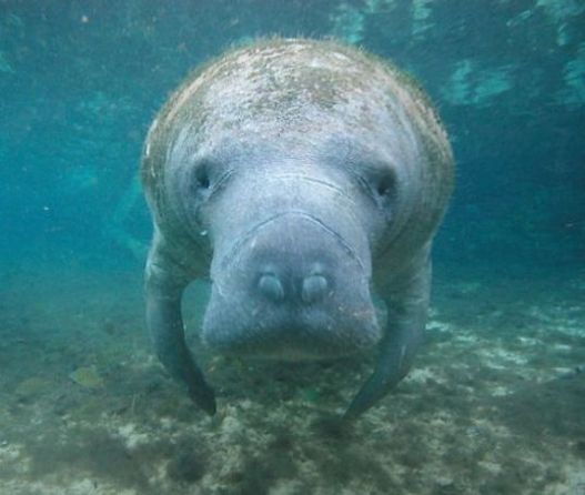 Manatee