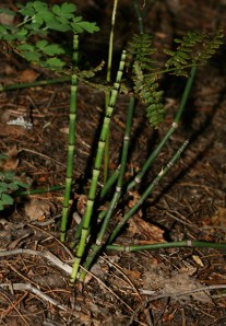 Equisetum-hyemale-2