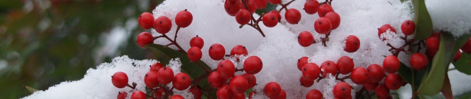 nandina berries