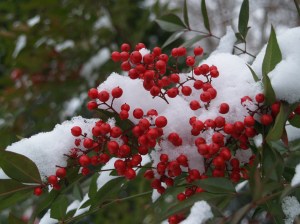nandina berries