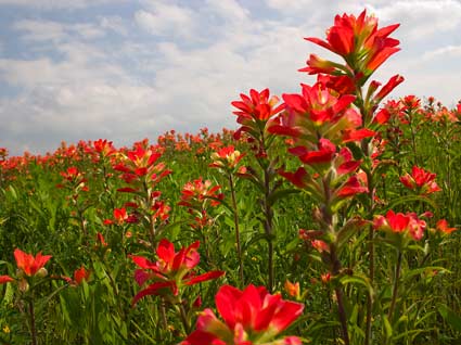 Indian Paintbrush