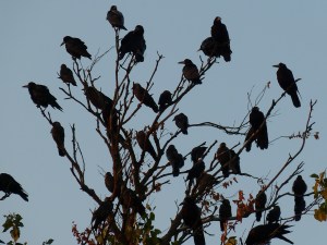 A Murder of Crows